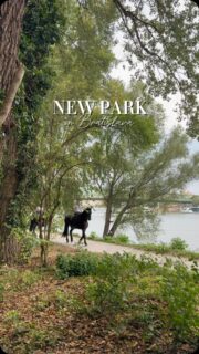 New park in Bratislava 🍃🌳

📍Stare Lido

Have you visited? Save this video for your time in Bratislava.

#bratislava #slovakia #slovensko #starelido